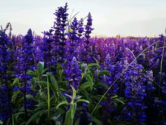 android_upload_pic-赛汗塔拉风情园