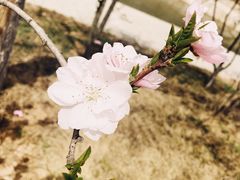 -渭南桃花源民俗文化园