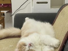 -猫大福·Fortune Cat猫舍(百子湾店)