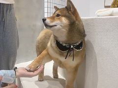 -柴务处·柴犬主题狗咖