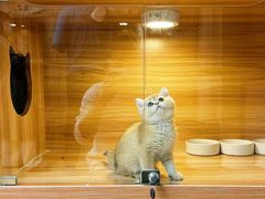 -猫十亿·布偶金渐层·曼基康矮脚猫舍(青年路店)