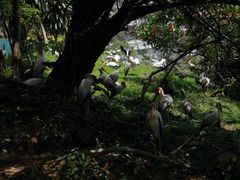 -吉隆坡雀鸟公园