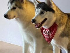 -Husky Go! 哈士奇体验馆·宠物咖啡厅狗咖