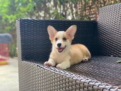 -翊宠yipet猫狗购宠庄园犬舍•猫舍