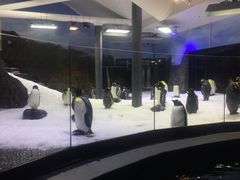-悉尼海洋生物水族馆