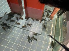 -虾胡闹龙虾馆(湄南河店)
