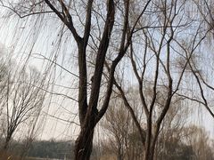 -西安浐灞国家湿地公园
