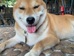 -柴犬高等学院·狗咖·柴犬售卖·宠物训练