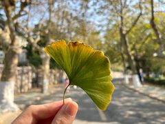 -八大关景区