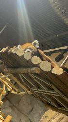 -Zoolung Zoolung动物主题公园(海信广场店)