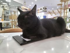 -喵园·猫主题咖啡厅·撸猫·猫咖(国贸店)