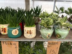 -龙大花卉苗木市场