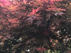 -王借岗森林公园