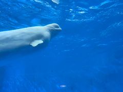 -海合安成都极地海洋公园