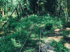 -合肥滨湖国家森林公园