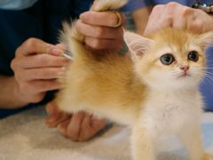 -御宝贝·A梦猫科宠物医院(国际猫友好医院)