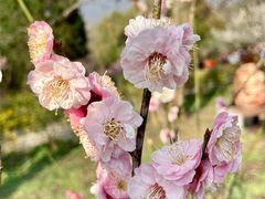 -梅花山(明孝陵内)
