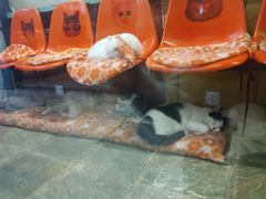 -猫咪博物馆(顶澳仔猫街店)