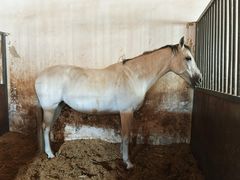 -北京群众马术培训基地