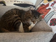 -北京派仕佳德动物医院·超导核磁·CT·神经科·骨科·内外科·急重症管理中心