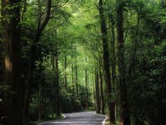 -东平国家森林公园