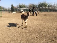 -北京麋鹿生态实验中心