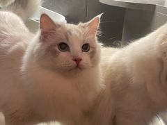 -猫大福·Fortune Cat猫舍(百子湾店)