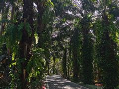 -广东茂名森林公园