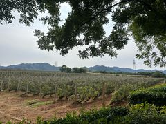 -北京张裕爱斐堡酒庄