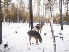 -北极村旅游风景区