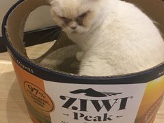 -momokira米努特·德文卷毛猫·棉花面纱犬