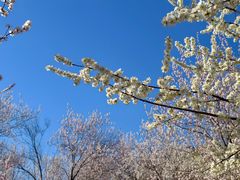 -桃花堤公园