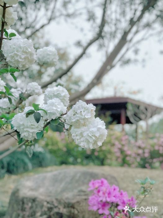 琴亭湖公园图片