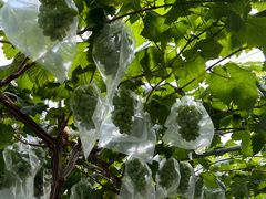 -马陆小张葡萄园农家乐