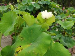 -莲花池公园