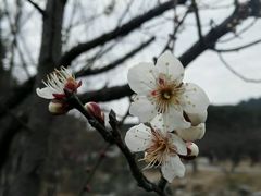 -香雪海