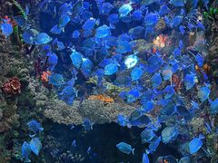 -海合安青岛极地海洋公园