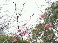-巢湖姥山岛