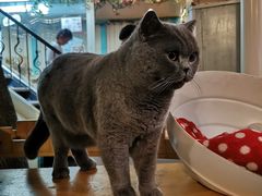 -猫小院猫主题咖啡厅(北锣店)