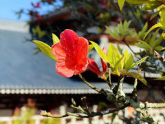 -雪峰寺