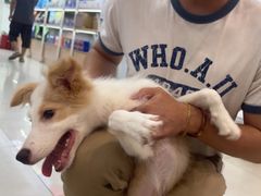 -翊宠yipet猫狗购宠庄园犬舍•猫舍