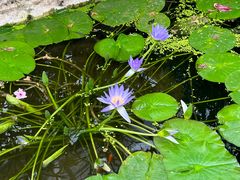 -国家植物园南园