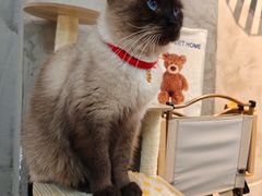 -Heymao猫咖.咖啡厅(东门店)