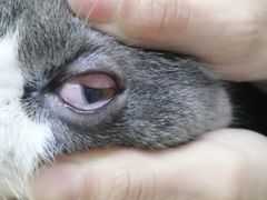 -艾贝尔宠物诊疗