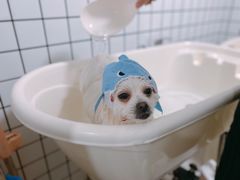 -BABYDOG宝贝狗宠物乐园(欧洲城店)