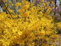 -大兴滨河森林公园