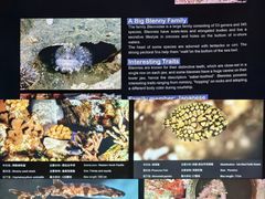 -上海海洋水族馆