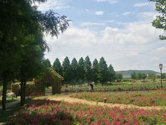 -羊亭河湿地公园