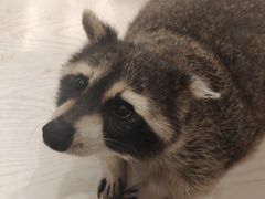 -浣熊柯尔鸭土拨鼠·电玩咖