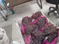 -马陆小张葡萄园农家乐